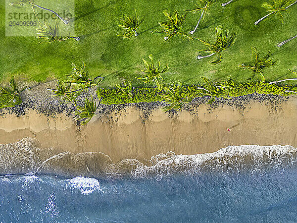 An aerial view of a woman (MR) walking on a beach beside palm trees in the late afternoon  West Maui  Hawaii  USA.