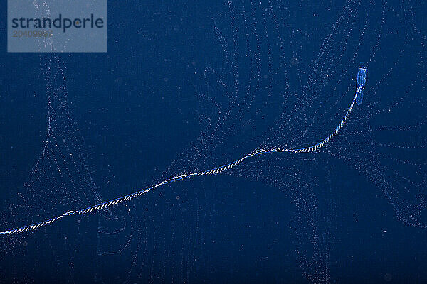 The siphonophore  Prya dubia  feeds by casting hundreds of gossamer tentalces out to snare plankton. Siphonophores are colonial animals. This means that they are composed of many physiologically integrated zooids. This image was captured at night with the bottom 5000+ feet below  several miles off the island.