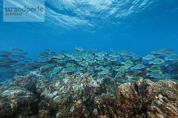 Greenthroat parrotfish  Scarus prasiognathos  feeding on a reef. These are mostly male greenthroat  or Singapore  parrotfish grazing on algae-covered coral boulders  Yap  Micronesia.