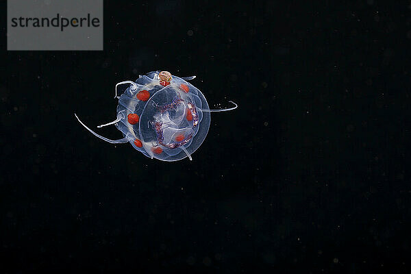 An amphipod is clinging to this crown jellyfish  Nausithoe picta  Yap  Federated States of Micronesia. This image was captured at night with the bottom 5000+ feet below  several miles off the island.