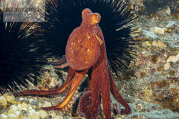 This day octopus  Octopus cyanea  has moved its eyes up to the top of its body and is standing on its tentacles to get a better view of its surroundings  Hawaii.