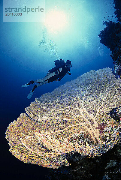 Diver (MR) and an enormous gorgonian fan on a wall dive in the Red Sea  Egypt.