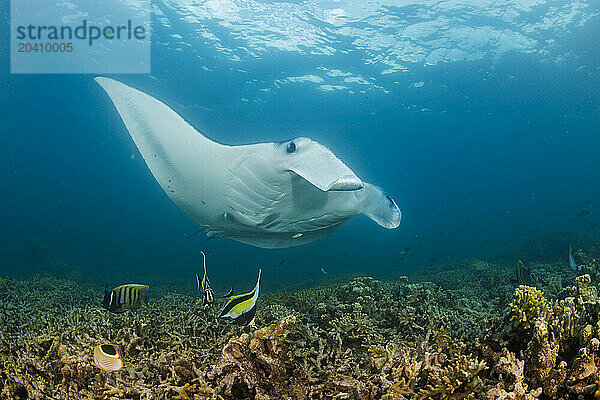 Reef manta ray  Mobula alfredi  Yap  Micronesia. This species was previously Manta alfredi.