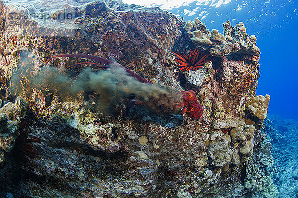 This day octopus  Octopus cyanea  is releasing an ink cloud in an attempt to escape a predator  Hawaii. The day octopus is also known as the big blue octopus. It occurs in both the Pacific and Indian Oceans  from Hawaii to the eastern coast of Africa.