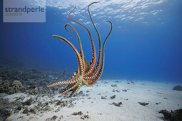 The day octopus  Octopus cyanea  is also known as the big blue octopus. It occurs in both the Pacific and Indian Oceans  from Hawaii to the eastern coast of Africa.