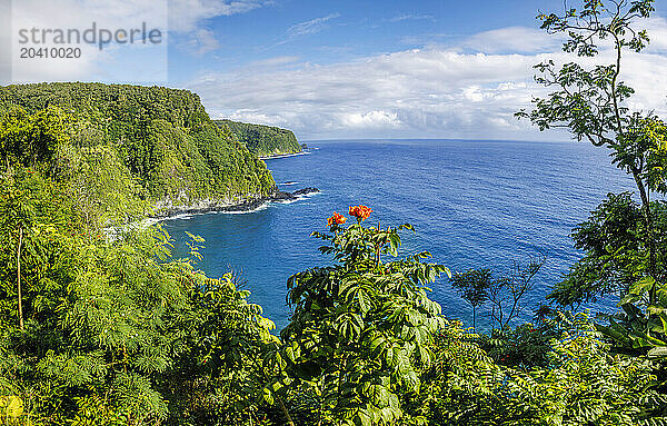 An African tulip tree  Spathodea campanulata  blooms in the foreground of this scene on the road to Hana  Maui  Hawaii  USA. The road to Hana is 52 miles long  and can take from two hours to two-and-a-half hours depending on how often you stop.