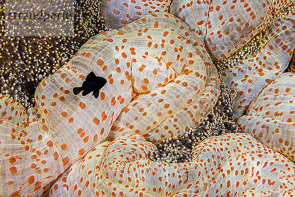 This juvenile three spot damselfish  Dascyllus trimaculatus  is pictured in front of the mertens' carpet sea anemone  Stichodactyla mertensii  that is utilizes for protection. As this species grows older  they loose their immunity to the anemones stinging tentacles. Yap  Micronesia.