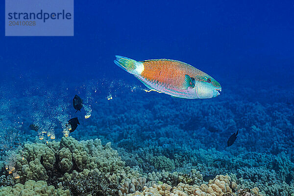 This male ember parrotfish  Scarus rubroviolaceus  is defecating sand that will eventually end up on a beach in Hawaii.