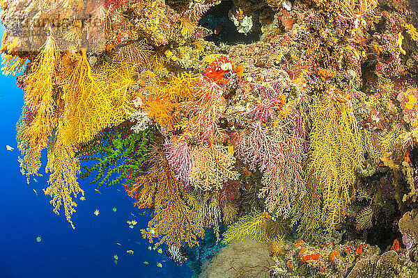 Alconarian and gorgonia coral dominate this Fijian reef scene.