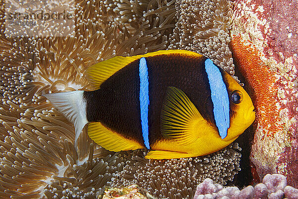 This Clark's anemonefish  Amphiprion clarkii  is aerating the egg mass it has deposited beside the mertens' carpet sea anemone  Stichodactyla mertensii  it calls home  Yap  Federated States of Micronesia.