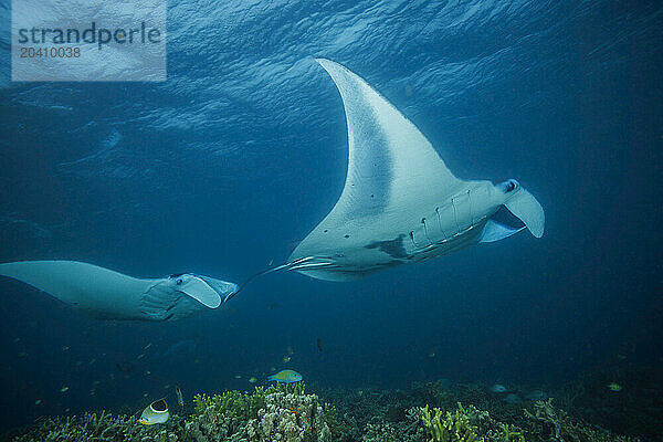 Reef manta rays  Mobula alfredi  Yap  Micronesia. This species was previously Manta alfredi.