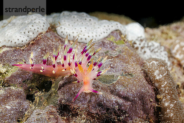 Macro of a much desired or desirable flabellina nudibranch  Flabellina exoptata  crawling on a coral reef  Yap  Micronesia.