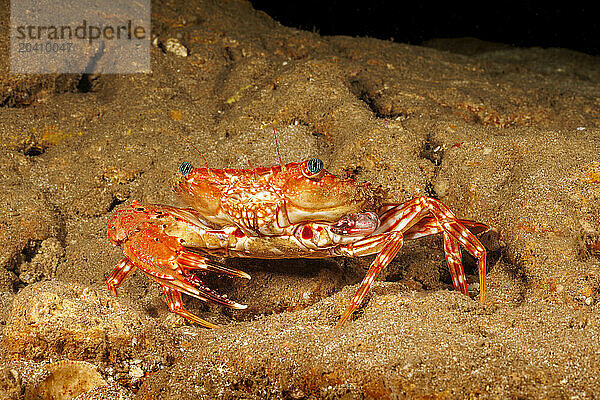 The Hawaiian swimming crab  Charybdis hawaiensis  usually has two claws about the same size. This adult has lost one and has begun regenerating the forfeited limb. Hawaiian swimming crabs reach 3 inches across the carapace and are also found in the Tuamotus and Society Islands.