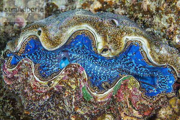 The fluted giant clam  Tridacna squamosa  grows up to 16 inches across  Yap  Federated States of Micronesia. They live in symbiosis with photosynthetic algae (zooxanthellae).