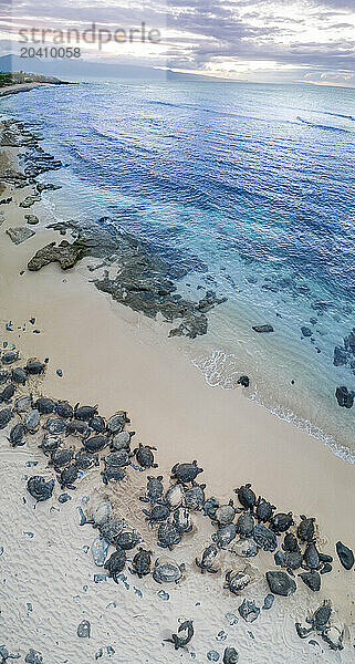 An aerial view of green sea turtles  Chelonia mydas  an endangered species  in the sand at sunrise on Hookipa Beach  Maui  Hawaii.