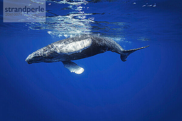 Humpback whale  Megaptera novaeangliae  underwater  Hawaii.