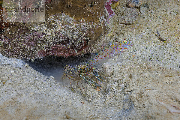 The silverstreak shrimpgoby  Ctenogobiops maculosus  has a symbiotic relationship with the Alpheid worker shrimp. The two share a burrow that the blind shrimp maintains while the goby watches for predators. Yap  Micronesia.