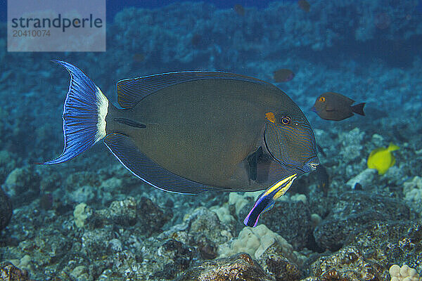 The ringtail surgeonfish  Acanthurus blochii  can often be found in large schools  Hawaii. This individual is being examined by the endemic Hawaiian cleaner wrasse  Labroides phthirophagus.