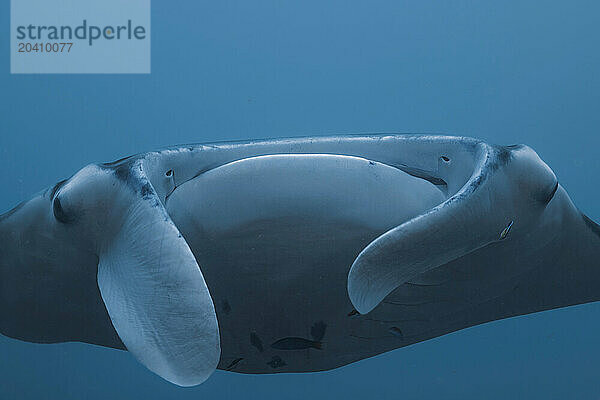 A close look at the mouth and cephalic fins on a reef manta ray  Mobula alfredi  Yap  Micronesia. This species was previously Manta alfredi.