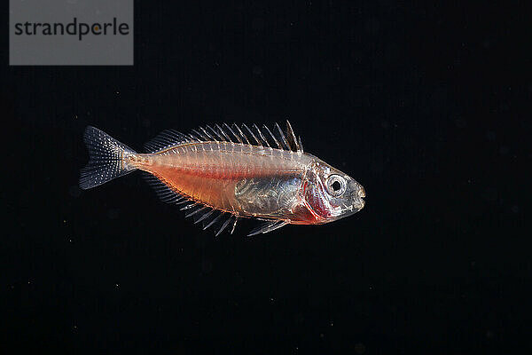 The larval stage of a rabbitfish  Siganus sp. This image was captured at night with the bottom 5000+ feet below  several miles off the island of Yap  Federated States of Micronesia.