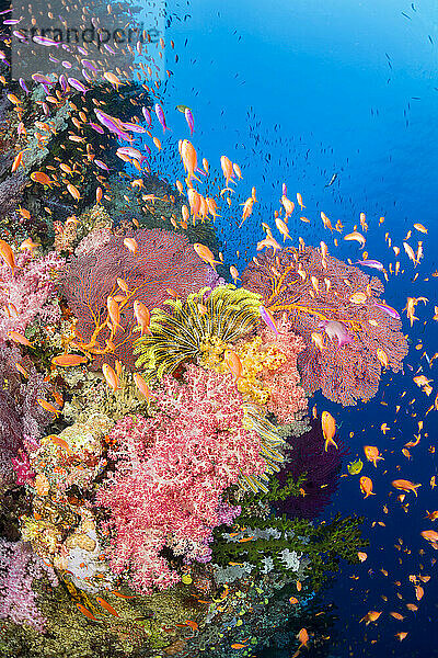 Alconarian and gorgonian coral with schooling anthias dominate this Fijian reef scene.