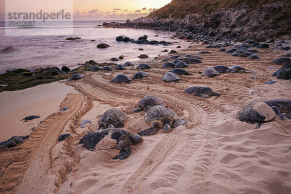 These green sea turtles  Chelonia mydas  an endangered species  have pulled out of the water onto Ho’okipa Beach on Maui  Hawaii. Photographed at sunrise.