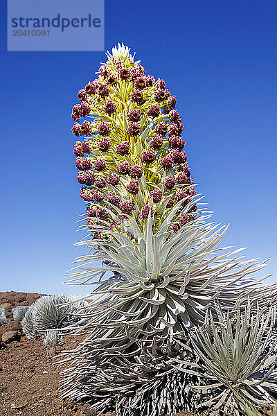 A rare blooming silversword plant  Argyroxiphium sandwicense macrocephalum  at the 10 000 for sumit of Haleakala  Haleakala National Park  Maui's dormant volcano  Hawaii.