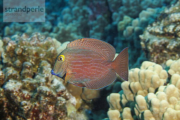 The goldring tang  Ctenochaetus strigosus  is recognized as endemic to Hawaii with three similar species of surgeonfish inhabiting other areas of the Indo-Pacific.