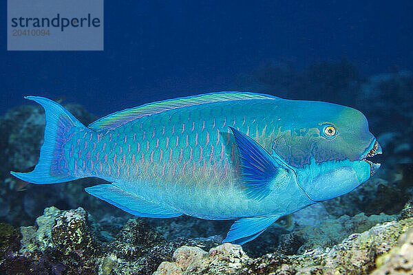 An adult steephead Parrotfish  Chlorurus microrhinos  on a reef off the island of Yap  Micronesia.