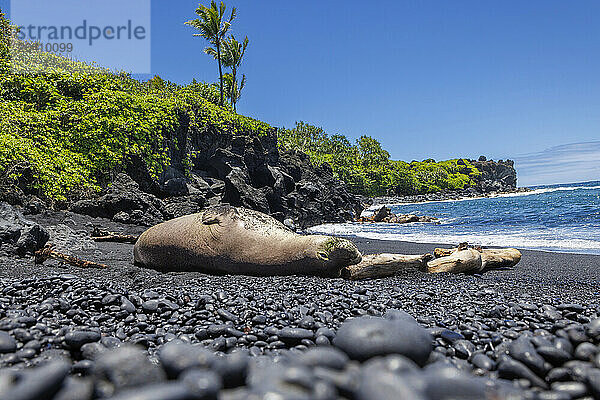 This Hawaiian monk seal  Neomonachus schauinslandi  (endemic and endangered) was photographed on the black sand beach at Wainapanapa State Park  Maui  Hawaii. There are three types of Monk seals and one is already extinct. The other two are very endangered.