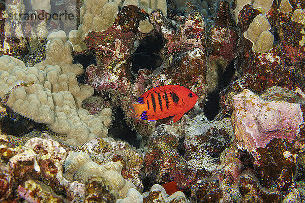 Flame angelfish  Centropyge loricula  on a reef off the island of Maui  Hawaii  USA.