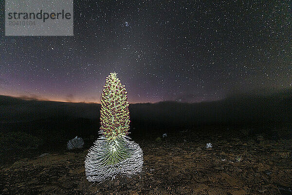 A rare blooming silversword plant  Argyroxiphium sandwicense macrocephalum  at sunrise inside Haleakala Crater  Haleakala National Park  Maui's dormant volcano  Hawaii.