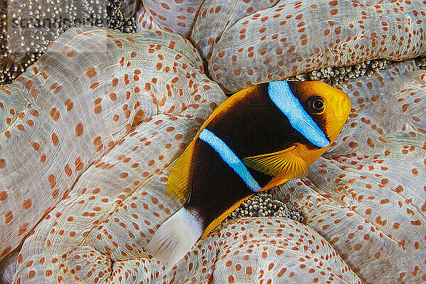 This Clark's anemonefish  Amphiprion clarkii  has selected this mertens' carpet sea anemone  Stichodactyla mertensii  for a home  Yap  Micronesia.