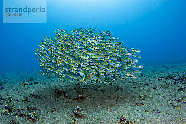 A large school of bluestripe snapper  Lutjanus kasmira. This species was introduced to Hawaii in 1958 with the thought that they may become a food source. Hawaii.