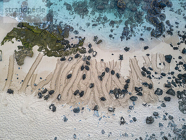 An aerial view of green sea turtles  Chelonia mydas  an endangered species  and the tracks in the sand made on Hookipa Beach  Maui  Hawaii.