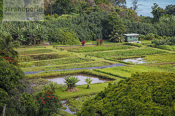 Taro root crops in ponds on the Ke'anae peninsula along the road to Hana  Maui  Hawaii  USA.