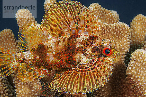 This Hawaiian lionfish  green lionfish or Barbers' lionfish  Dendrochirus barberi  in its antler coral home  Pocillopora eydouxi  Hawaii.