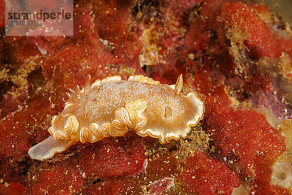 The snow-goddess nudibranch  Ardeadoris poliahu  is endemic to the Hawaiian Islands. Due to its frosted appearance it has been named for the Hawaiian snow goddess Pol'ahu.