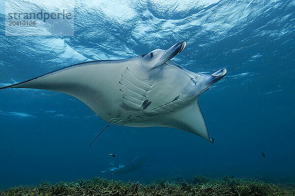 Reef manta rays  Mobula alfredi  Yap  Micronesia. This species was previously Manta alfredi.