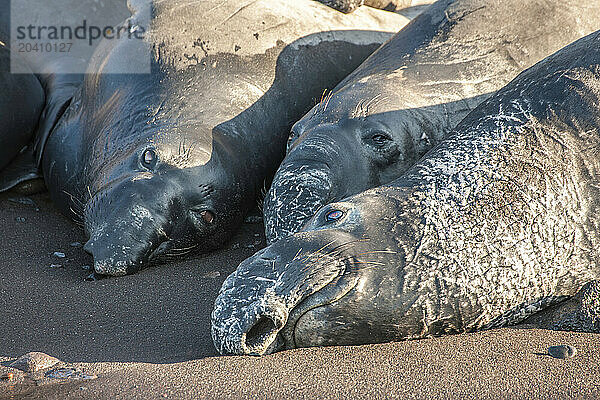 Northern elephant seals  Mirounga angustirostris  Guadalupe Island  Mexico  Eastern Pacific Ocean.