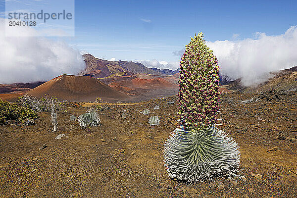 A rare blooming Haleakala silversword plant  Argyroxiphium sandwicense subsp. macrocephalum  inside Haleakala Crater  Haleakala National Park  Maui's dormant volcano  Hawaii. It is rare  threatened and federally protected.