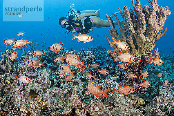 Diver (MR) and a school of shoulderbar soldierfish  Myripristis kuntee  Hawaii.