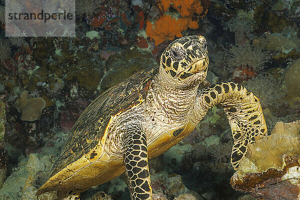 Indo-Pacific Hawksbill turtle  Eretmochelys imbricata  on a tropical coral reef off the island Yap  Federated States of Micronesia.