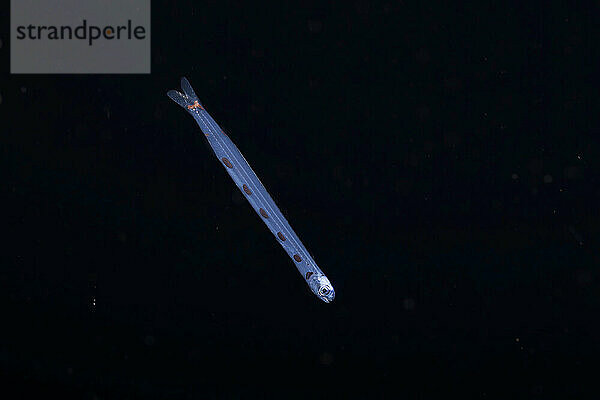 The paralarval stage of a snakefish  Trachinocephalus myops  also known as a blunt-nose lizardfish. This image was captured at night with the bottom 5000+ feet below  several miles off the island of Yap  Federated States of Micronesia.