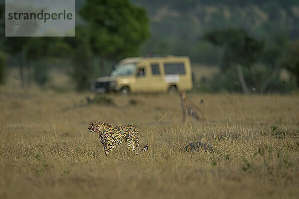 Two cheetah walk and sit near jeep