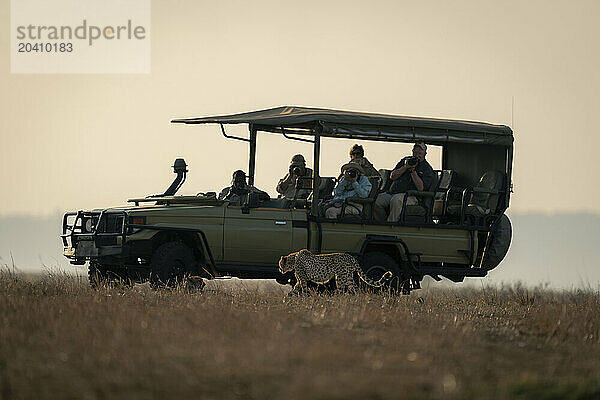 Cheetah walks towards another lying by jeep