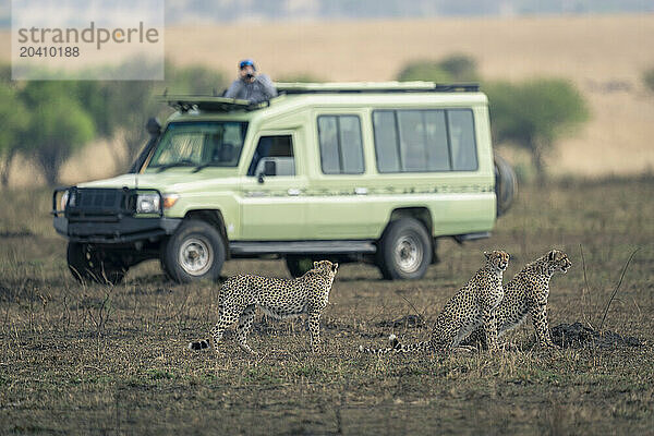 Three cheetahs on savannah by safari truck