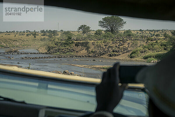 Driver films blue wildebeest herd crossing river