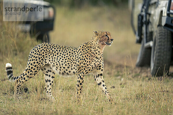 Cheetah walks past two jeeps on grass