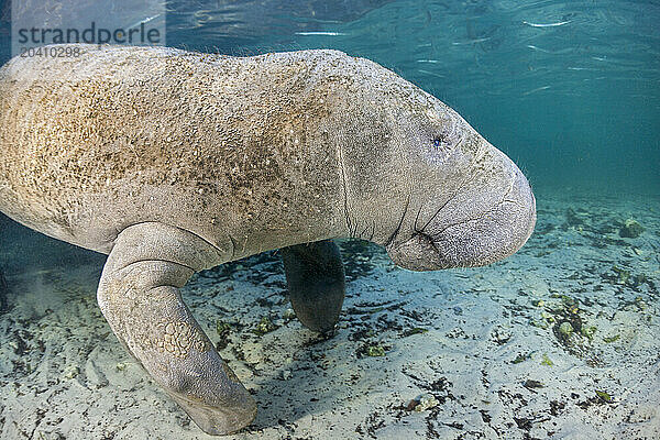 Endangered Florida Manatee  Trichechus manatus latirostris  at Three Sisters Spring in Crystal River  Florida  USA. The Florida Manatee is a subspecies of the West Indian Manatee.